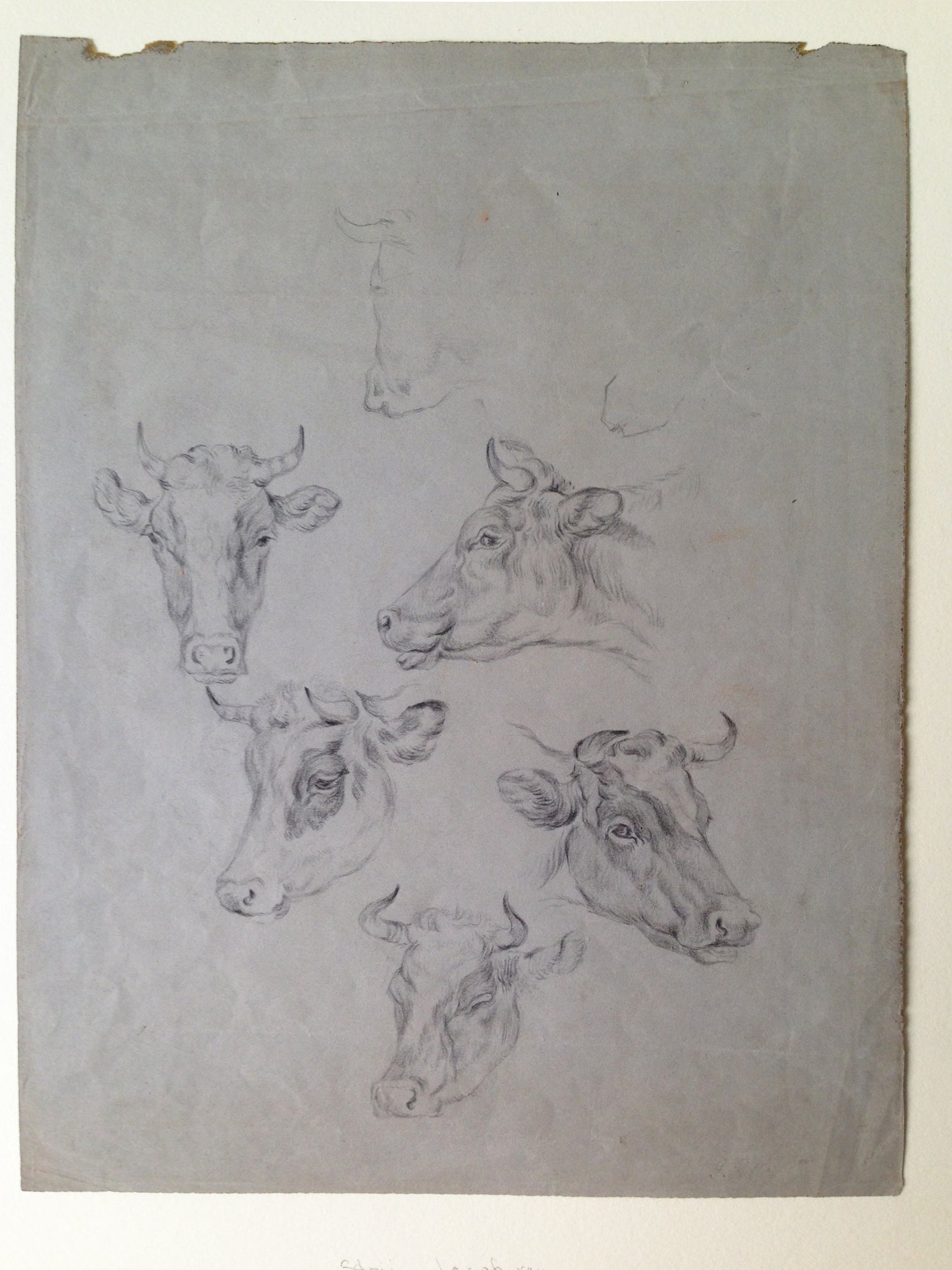 Jacob Van Strij (Attrib) Pencil Drawing: "Bovine"