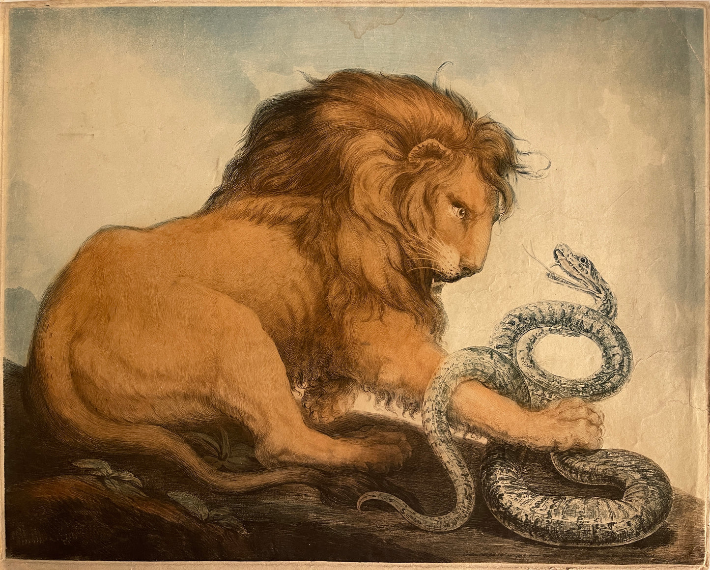 Samuel William I Reynolds Color Mezzotint (after James Northcote): "Lion and Snake"