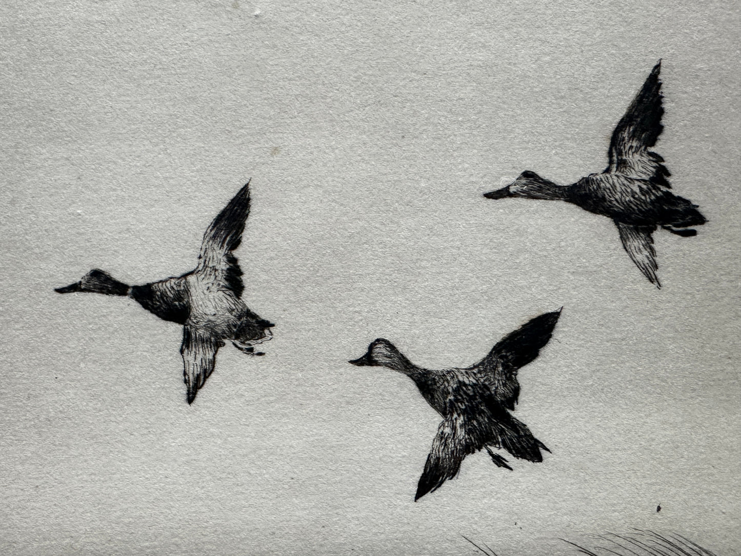 Joseph Day Knap Etching: "Three Mallards"