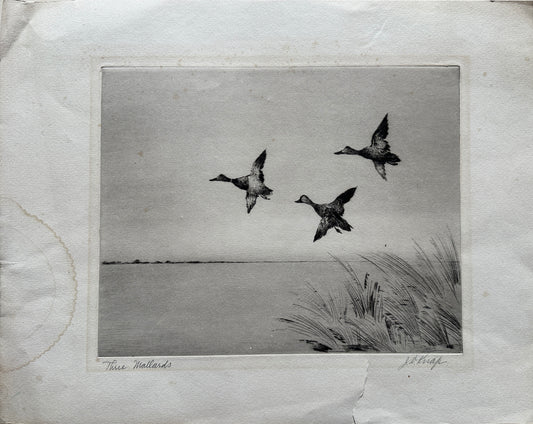 Joseph Day Knap Etching: "Three Mallards"